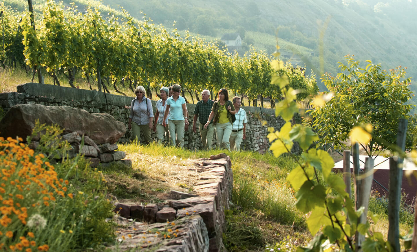 Divino-Wir-Weinwanderung
